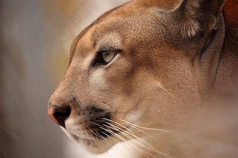 115 Pound Cougar Struck By Car In The Twin Cities