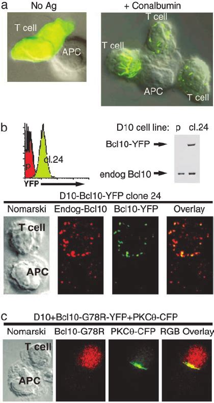 Relocalization Of Bcl In Response To Tcr Stimulation A D T