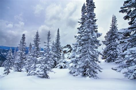 Premium Photo | Winter forest in siberia