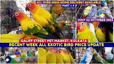 Recent Week All Exotic Bird Price Update Galiff Street Pet Market