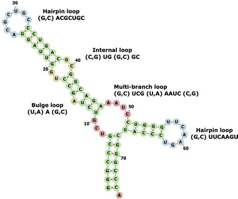 Example Of Rna Secondary Structural Motifs Genbank X C