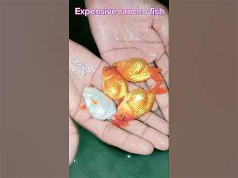 jumbo ranchu goldfish inported rancho goldfish rancho fish