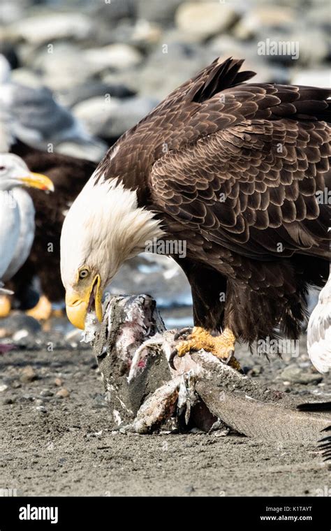 An adult bald eagle eats fish scraps on the beach at Anchor Point