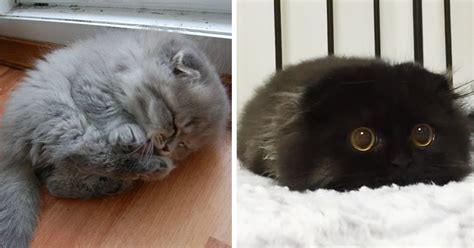 91 Cute Cats To Make Your Heart Melt Cutest Kittens Ever Kitten