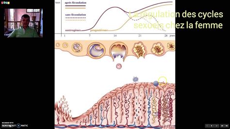 Régulation Cycles Sexuels Féminins Youtube