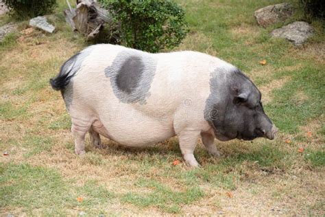 Ass Pig Stock Photos Free Royalty Free Stock Photos From Dreamstime