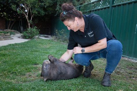 Meet the women on the front line of wombat conservation : r/conservation