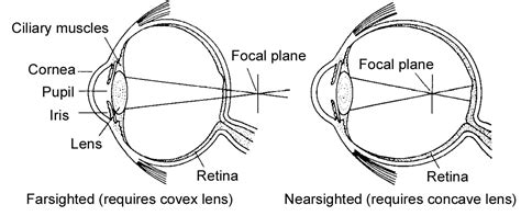 The Visual System In Chapter 04 Senses