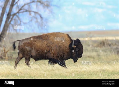 American Bison Bull Buffalo Bos Bison Walking Across The Great Hi Res