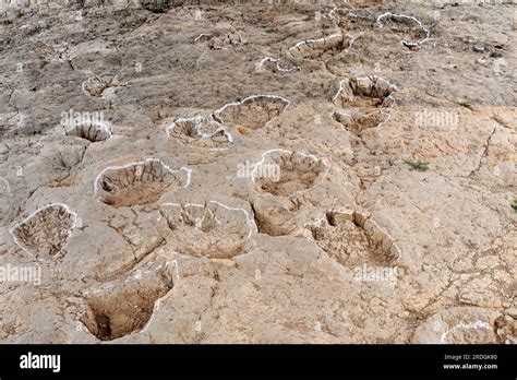 Ichnofossils Or Trace Fossils Of Dinosaurs Footprints This Photo Was