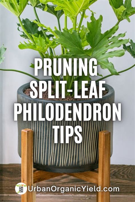 How To Make Prune Split Leaf Philodendron Plants Philodendron Plant Philodendron Large Leaf