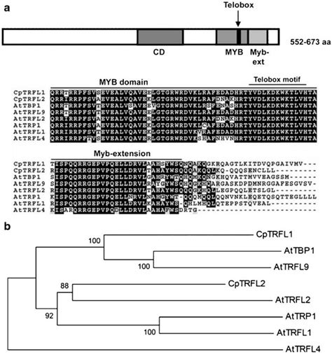 Sequence Alignment And Phylogenetic Tree Of Trfl Proteins From Papaya