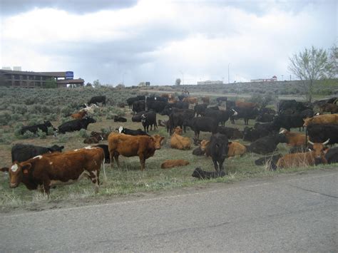 Clark's Classroom: A cattle drive right here in Cortez!