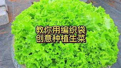 教你用编织袋，创意种植生菜 Vlog视频 搜狐视频