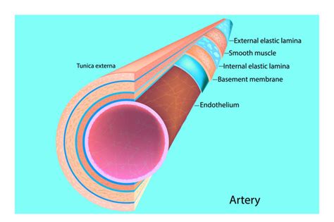 Artery Wall Free Stock Vectors