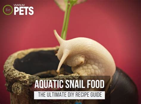 What Do Aquarium Snails Eat? + DIY Aquarium Snail Food