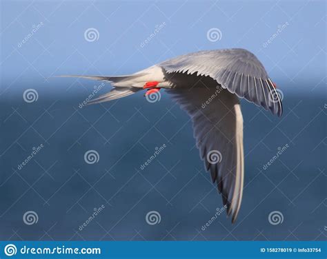 Breeding Arctic Tern in New Zealand Stock Image - Image of natural ...