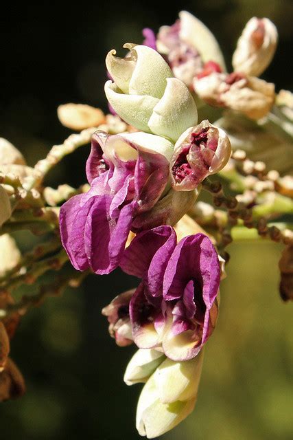 Thalia Multiflora Horkel Ex K Rn Bg Meise Ruud De Block Flickr