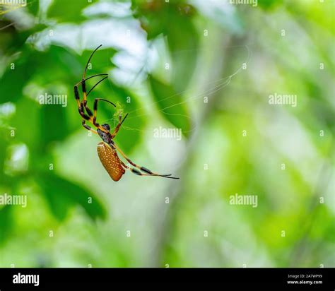 Golden silk orb-weaver spins a web - Florida Stock Photo - Alamy