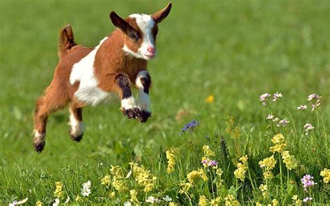 PsBattle: A happy, jumping baby goat : photoshopbattles