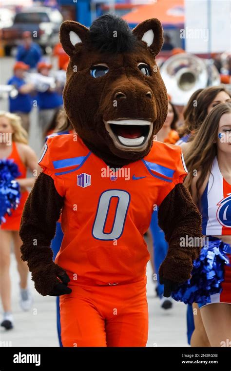 Boise State mascot Buster Bronco on the Bronco Walk to the football ...