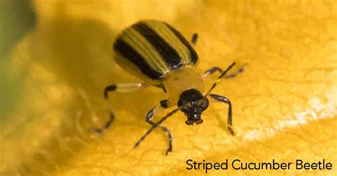 Striped Cucumber Beetle