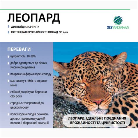 Купить СЕМЕНА сахарной свеклы - ЛЕОПАРД - ДРАЖЕ - 1 кг, Тернополь ...