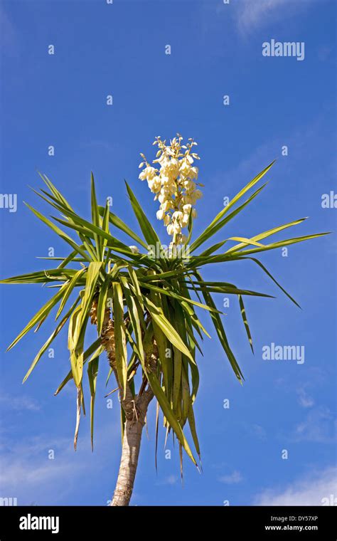 Yucca Plant Hi Res Stock Photography And Images Alamy