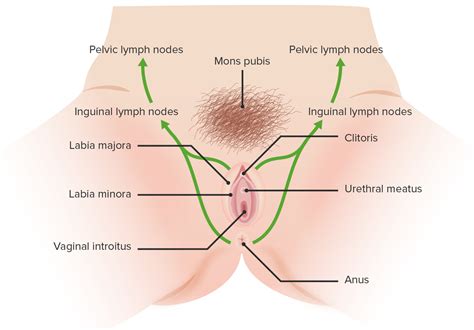 Temporal Afijo Pellizco Anatomia De Una Vagina Nido Pastel A Veces A Veces