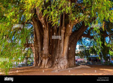 L Arbre De Tule El Arbol De Tule Cypr S De Montezuma Ou Ahuehuete En