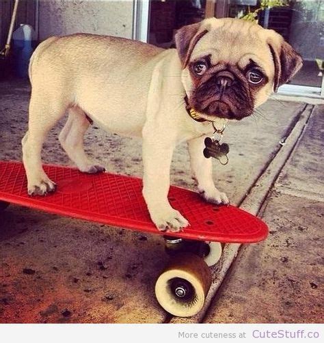 12 Pugs On Skateboards Ideas Pugs Dogs Pug Love