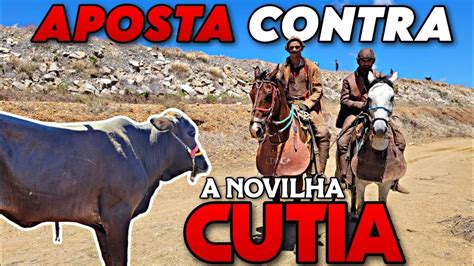 Vaqueiros Alison E Jamanta Contra A Novilha Cutia YouTube