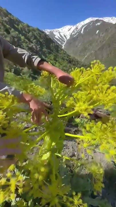 вонючая ферула - YouTube