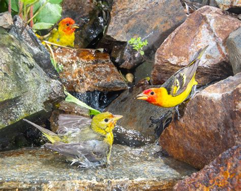 Western Tanager Migration - Gottlieb Native Garden