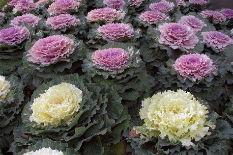 File:Ornamental Kale.jpg - Wikipedia