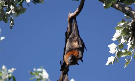 Grey-headed flying-fox - All About Bats