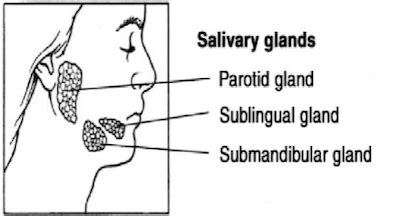 Physiology Gi Secretion Flashcards Quizlet