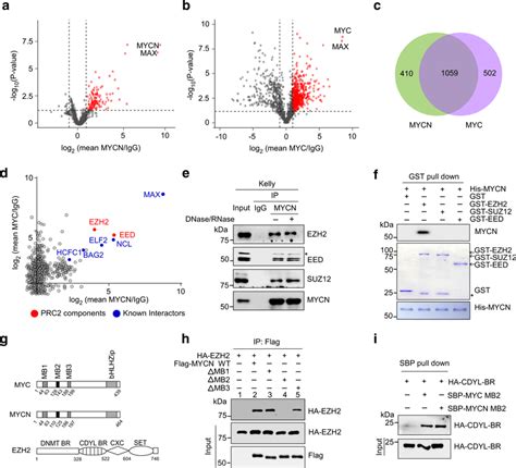 Identification Of Ezh2 As A Mycn Myc Common Binding Partner A B