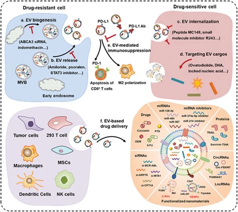 The Strategies Of Utilizing Evs For Overcoming Cancer Drug Resistance