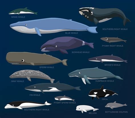 Whale Species Size Chart