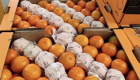 La Mandarina Golpeada Por Menos Exportaciones La Moral De Las