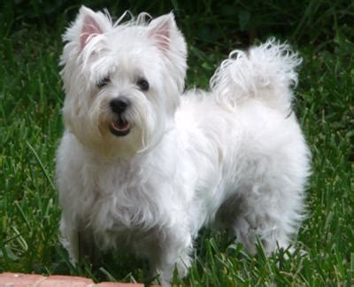 Maltese Westie Puppies