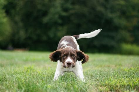 how to remove skin tags on dogs