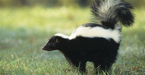 Skunk habitat, species and amazing facts about Mephitidae family mammal