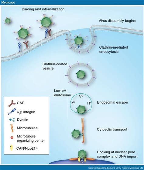 Adenovirus Interactions With Host Factors And Gene Therapy