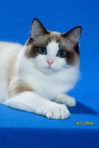 Ragdoll Cat Care Traits And Breed Guide Artofit