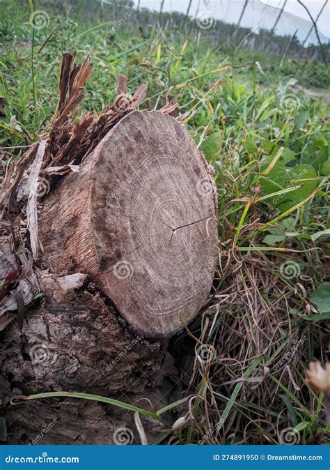 Tree Cut Down in Front of House Stock Photo - Image of trees, tree ...