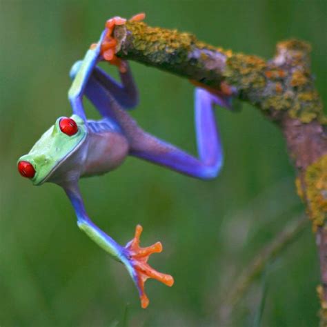 32 best images about FROGS Please on Pinterest | Auction, Rainbow hair ...