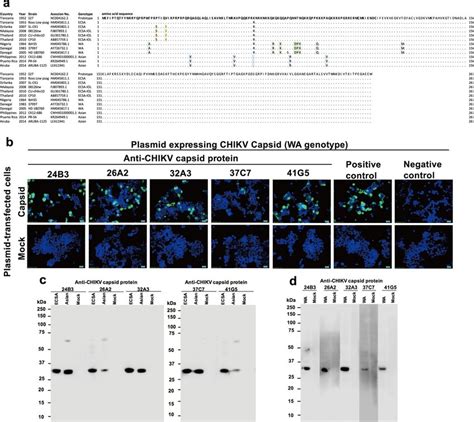 Broad Reactivity Of Anti Chikv Capsid Monoclonal Antibodies Mabs