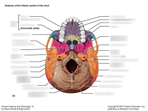 Inferior Of The Skull Diagram Quizlet